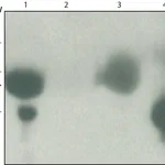 Merck Anti-Bovine Albumin antibody produced in rabbit