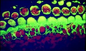 Merck BIOTIN CONJUGATE -GOAT ANTI-MOUSE IGG  &