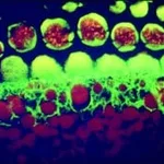 Merck BIOTIN CONJUGATE -GOAT ANTI-MOUSE IGG &