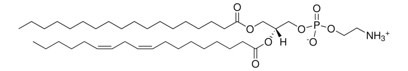 Merck Egg PE