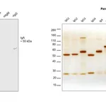 Thermo Fisher Scientific Goat anti-Human IgA Cross-Adsorbed Secondary Antibody, HRP