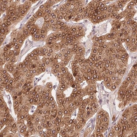 Merck Anti-EI24 antibody produced in rabbit