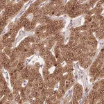 Merck Anti-EI24 antibody produced in rabbit