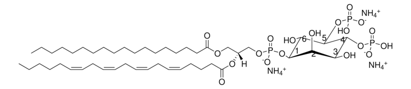Merck 18:0-20:4 PI(4,5)P2