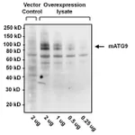 Thermo Fisher Scientific Goat anti-Syrian Hamster IgG (H+L) Secondary Antibody, HRP