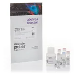 Thermo Fisher Scientific Mitochondrial Membrane Potential Apoptosis Kit, with Mitotracker Red & Annexin V Alexa Fluor 488, for flow cytometry