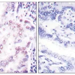 Merck Anti-Thyroid Hormone Receptor beta, N-Terminal antibody produced in rabbit