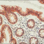 Merck Anti-Occludin antibody from rabbit