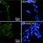 Thermo Fisher Scientific Goat anti-Rabbit IgG (H+L) Highly Cross-Adsorbed Secondary Antibody, Alexa Fluor 594