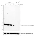 Thermo Fisher Scientific Goat anti-Mouse IgG (H+L) Cross-Adsorbed Secondary Antibody, HRP