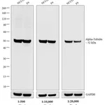 Thermo Fisher Scientific Goat anti-Rat IgG (H+L) Secondary Antibody, AP