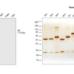 Thermo Fisher Scientific Goat anti-Human IgE Secondary Antibody
