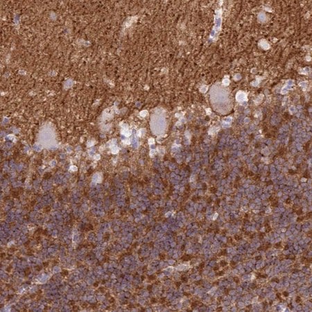 Merck Anti-NPTN antibody produced in rabbit