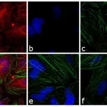 Thermo Fisher Scientific Chicken anti-Mouse IgG (H+L) Cross-Adsorbed Secondary Antibody, TRITC