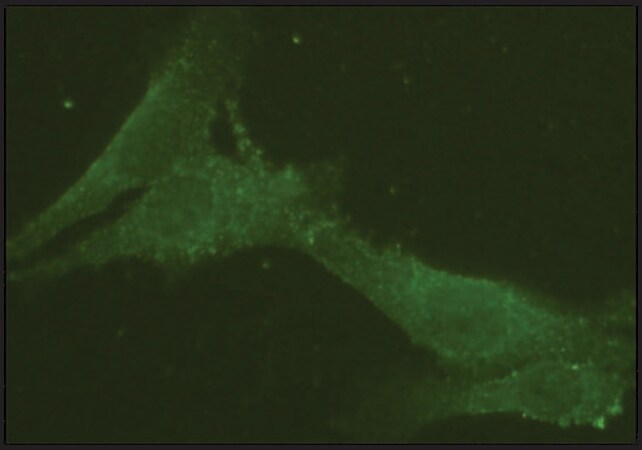 Merck Anti-Rab9 from rabbit