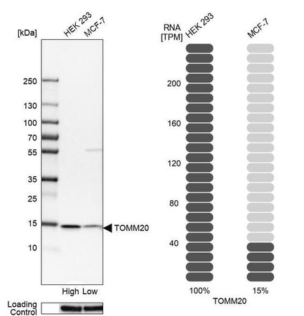 Merck Anti-TOMM20 antibody produced in rabbit