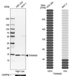 Merck Anti-TOMM20 antibody produced in rabbit