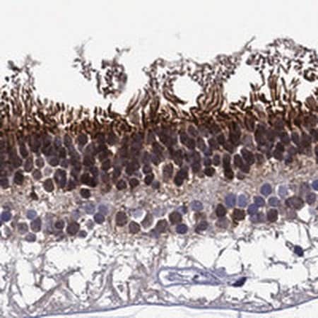Merck Anti-SPTBN5 antibody produced in rabbit