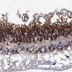 Merck Anti-SPTBN5 antibody produced in rabbit