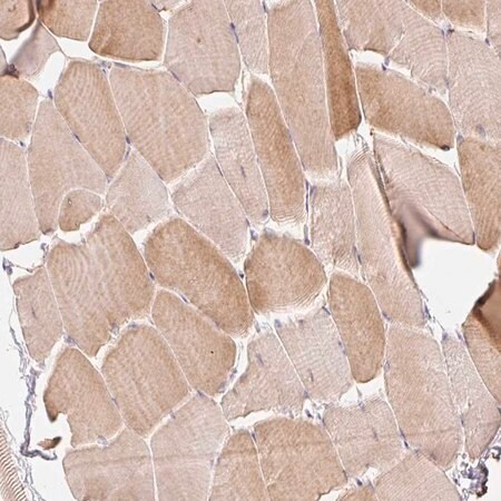 Merck Anti-EMC10 antibody produced in rabbit