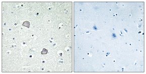 Merck ANTI-EDG2 ANTIBODY PRODUCED IN RABBIT