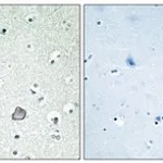 Merck ANTI-EDG2 ANTIBODY PRODUCED IN RABBIT