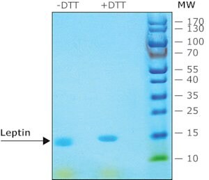 Merck LEPTIN FROM MOUSE, >98% (SDS-PAGE)