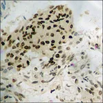 Merck Anti-phospho-SAPK/JNK (pTyr185) antibody produced in rabbit