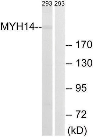 Merck Anti-MYH14 antibody produced in rabbit