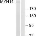 Merck Anti-MYH14 antibody produced in rabbit