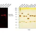 Thermo Fisher Scientific Goat anti-Mouse IgG (H+L) Highly Cross-Adsorbed Secondary Antibody, Alexa Fluor Plus 594