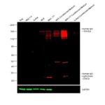 Thermo Fisher Scientific Rabbit anti-Human IgG (H+L) Cross-Adsorbed Secondary Antibody, DyLight 550