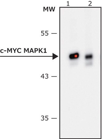 Merck Anti-c-Myc-Peroxidase antibody, Mouse monoclonal