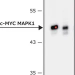Merck Anti-c-Myc-Peroxidase antibody, Mouse monoclonal