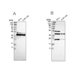 Merck Anti-CCDC51 antibody produced in rabbit