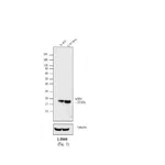 Thermo Fisher Scientific Chicken anti-Mouse IgG Fab Secondary Antibody, Biotin