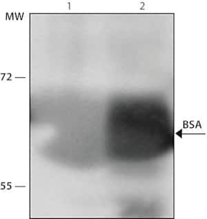 Merck ANTI-BOVINE SERUM ALBUMIN DEVELOPED IN &