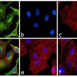 Thermo Fisher Scientific F(ab`)2-Goat anti-Rat IgG (H+L) Cross-Adsorbed Secondary Antibody, FITC