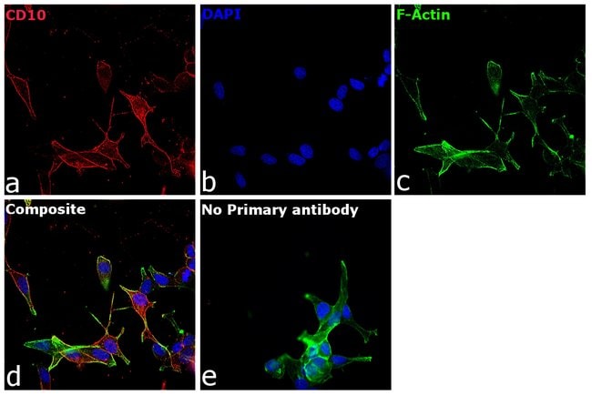 Thermo Fisher Scientific Chicken anti-Goat IgG (H+L) Cross-Adsorbed Secondary Antibody, Alexa Fluor 647