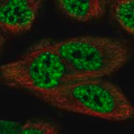 Merck Anti-SCAPER antibody produced in rabbit