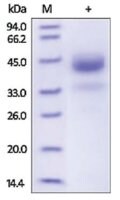 Merck CATHEPSIN B,HUMAN