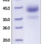 Merck CATHEPSIN B,HUMAN