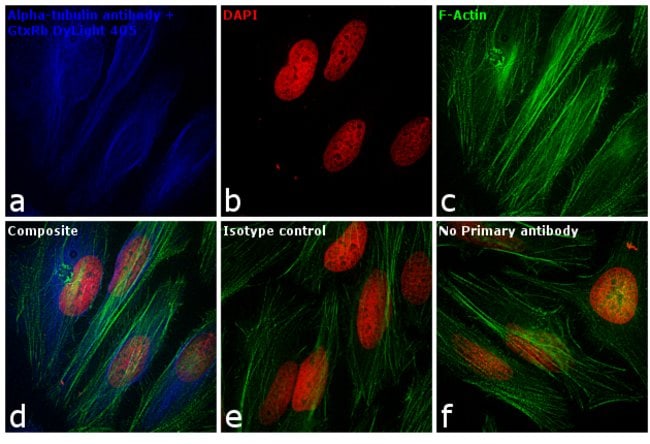 Thermo Fisher Scientific Goat anti-Rabbit IgG (H+L) Cross-Adsorbed Secondary Antibody, DyLight 405