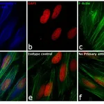 Thermo Fisher Scientific Goat anti-Rabbit IgG (H+L) Cross-Adsorbed Secondary Antibody, DyLight 405