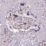 Merck Anti-SRSF4 antibody produced in rabbit