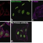 Thermo Fisher Scientific Rabbit anti-Goat IgG Recombinant Secondary Antibody, Alexa Fluor Plus 647
