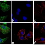 Thermo Fisher Scientific Goat anti-Rabbit IgG (H+L) Cross-Adsorbed Secondary Antibody, FITC