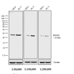 Thermo Fisher Scientific Goat anti-Rabbit IgG (H+L) Secondary Antibody, Biotin