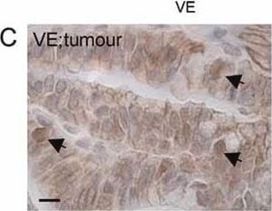 Merck RABBIT ANTI-CATENIN BETA