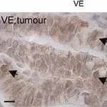 Merck RABBIT ANTI-CATENIN BETA